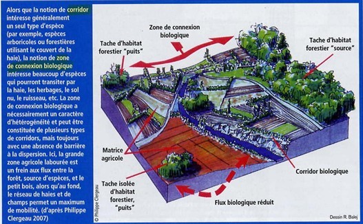 Zone de connexion biologique