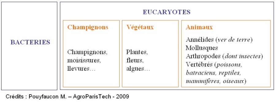 Organisation du vivant